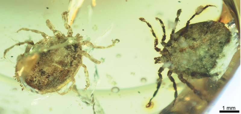 Deinocroton draculi ticks preserved together, both adult males. Credit: Nature Communications; Peñalver et al.
